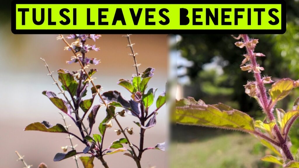Tulsi_farming_business_Tulsi_Leaves_Benefits
