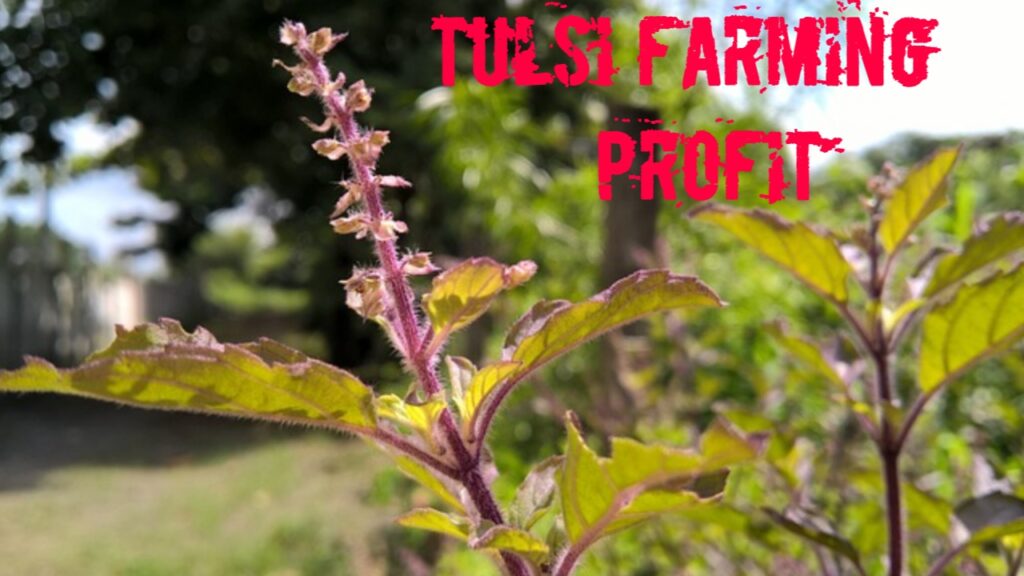 Tulsi_farming_profit
