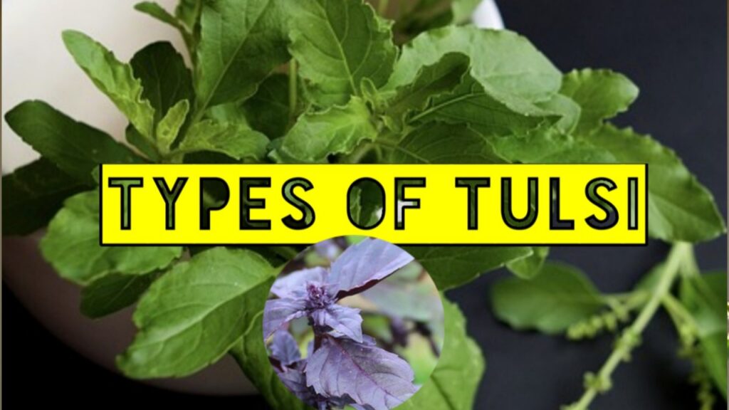 Types_of_tulsi_plant: