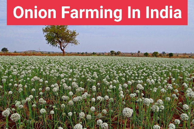 Onion Farming In India 2023