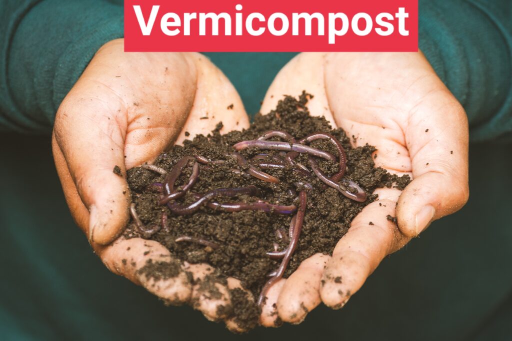 Vermicompost Earthworm Manure