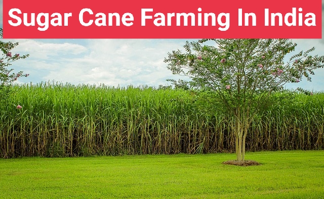 Sugar Cane Farming in India