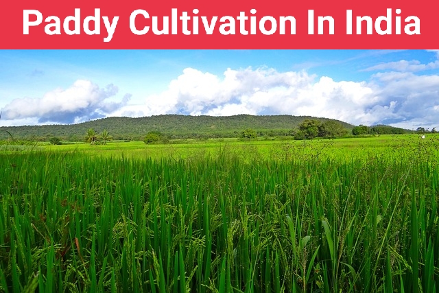 Paddy Cultivation In India | Business Sense